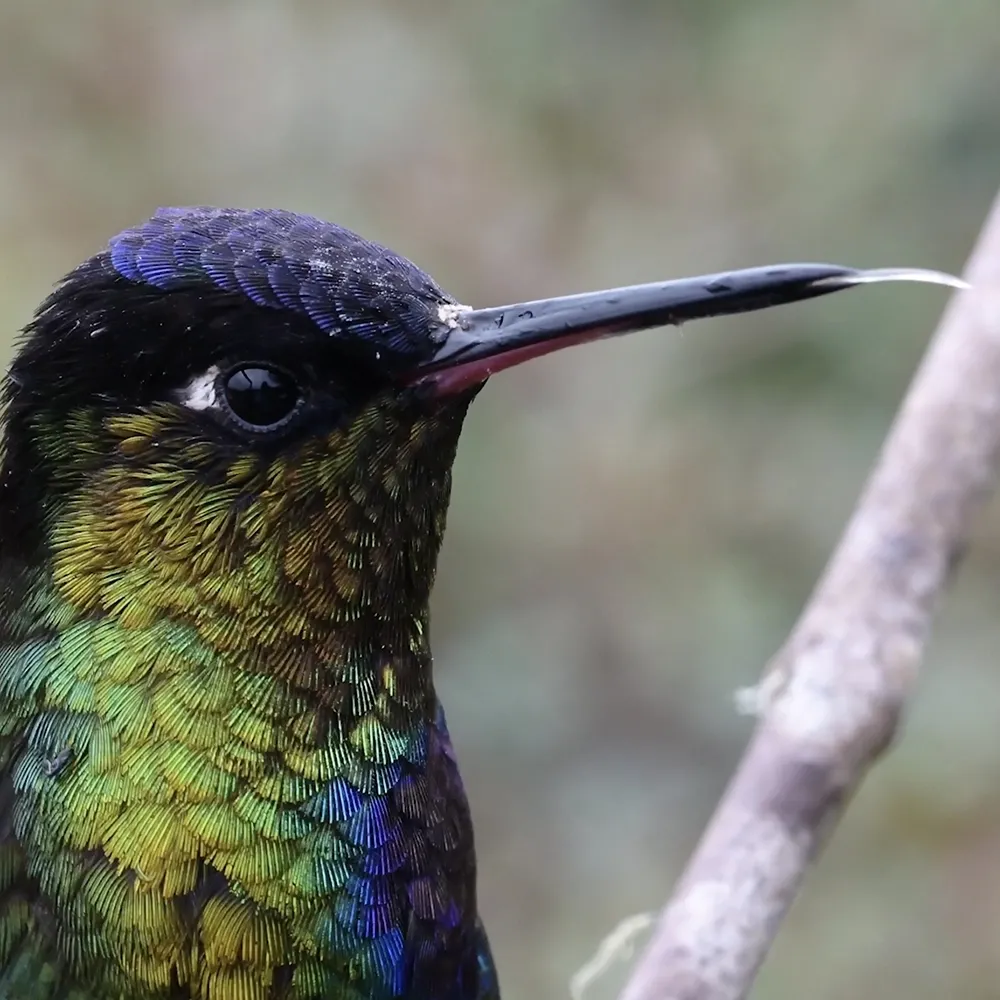 Video Smart Bird Croci Group